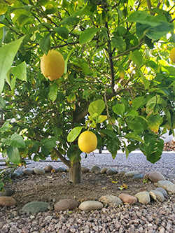 Rosie on the House Backyard Fruit Trees