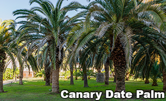 Rosie on the House Canary Date Palm
