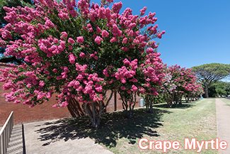 Rosie on the House Crape Myrtle