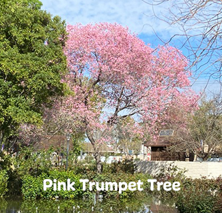 Rosie on the House Peter Conden Pink Trumpet Tree Mesa Community College Rose Garden
