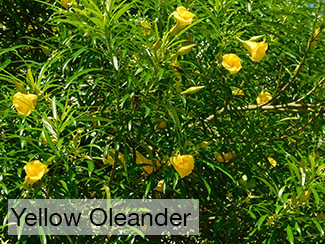 Rosie on the House Yellow Oleander