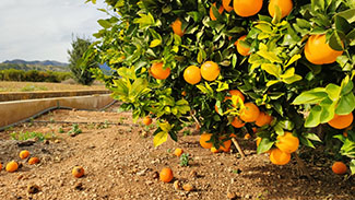 Rosie on the House Citrus Tree